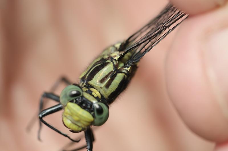 Photo of Lilypad Clubtail