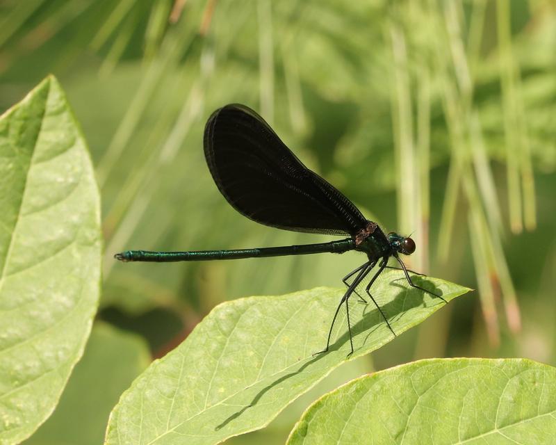 Photo of Ebony Jewelwing