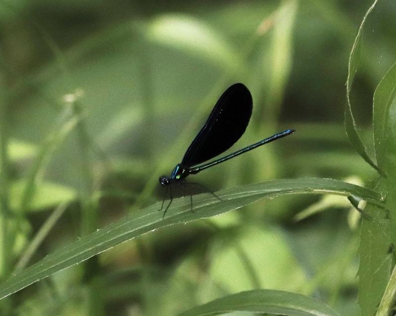 Photo of Ebony Jewelwing
