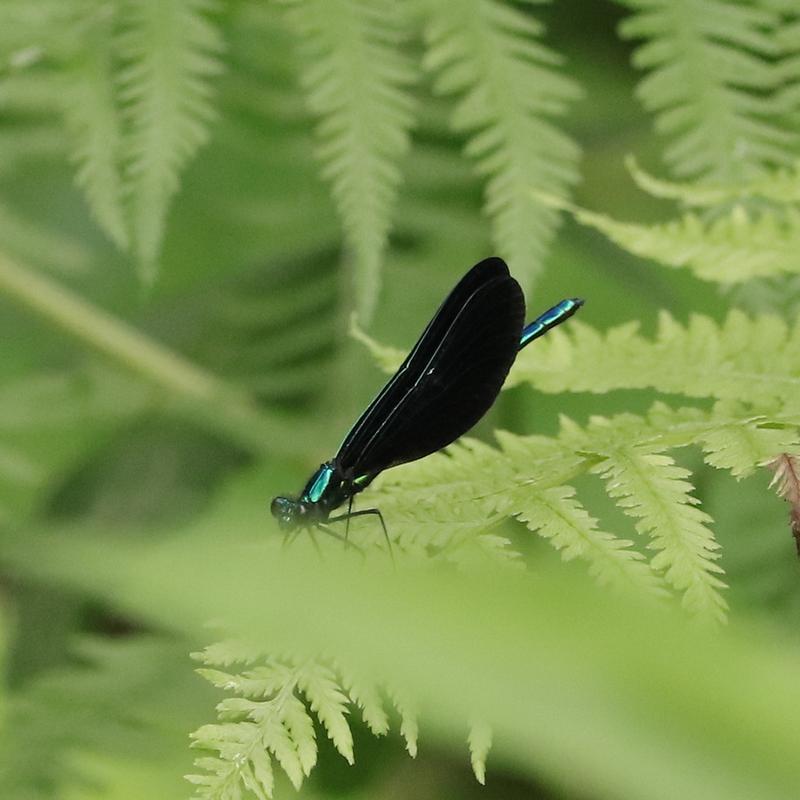 Photo of Ebony Jewelwing