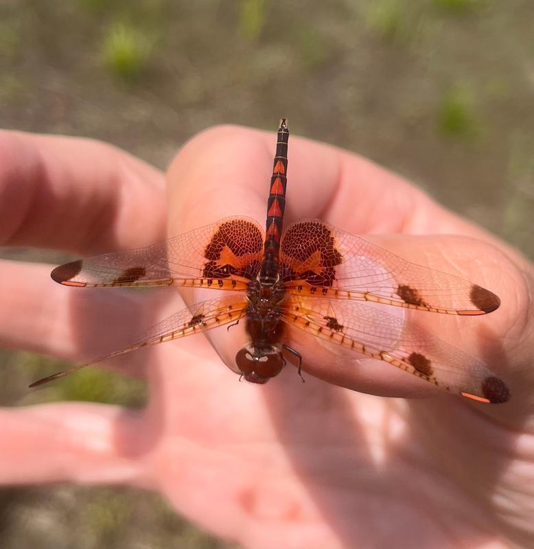 Photo of Calico Pennant
