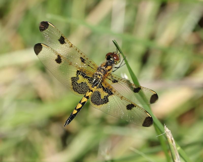 Photo of Calico Pennant