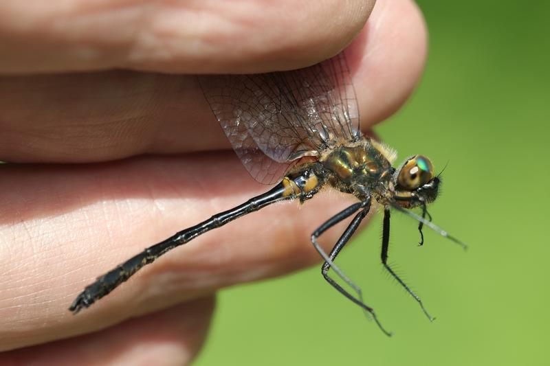 Photo of Racket-tailed Emerald