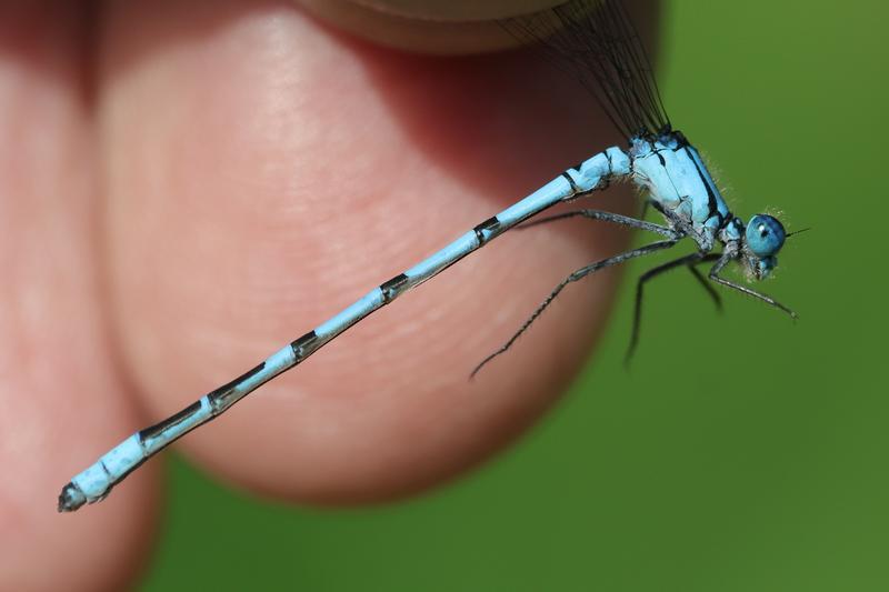 Photo of Hagen's Bluet