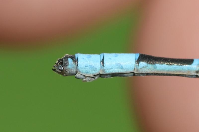 Photo of Hagen's Bluet