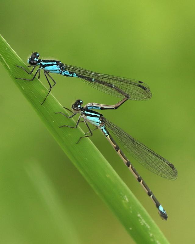 Photo of Skimming Bluet