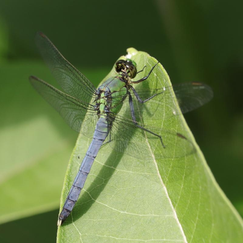 Photo of Eastern Pondhawk