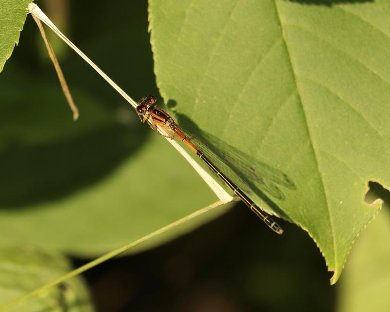 Photo of Eastern Forktail