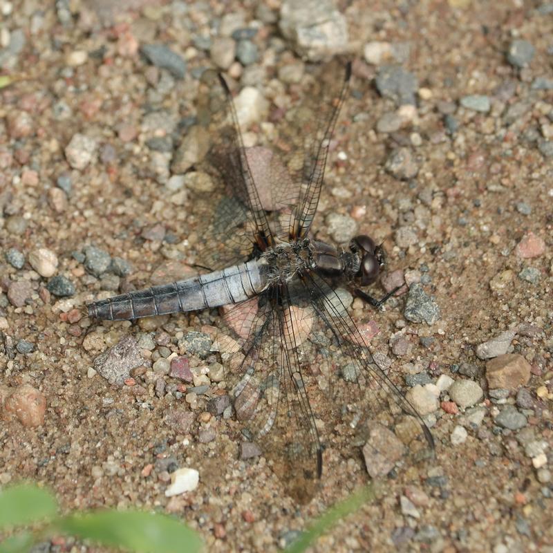 Photo of Chalk-fronted Corporal