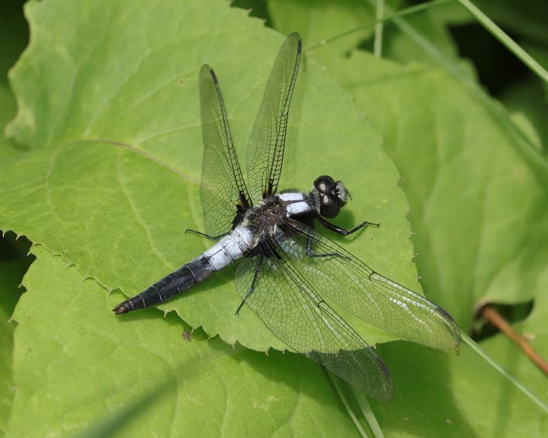 Photo of Chalk-fronted Corporal