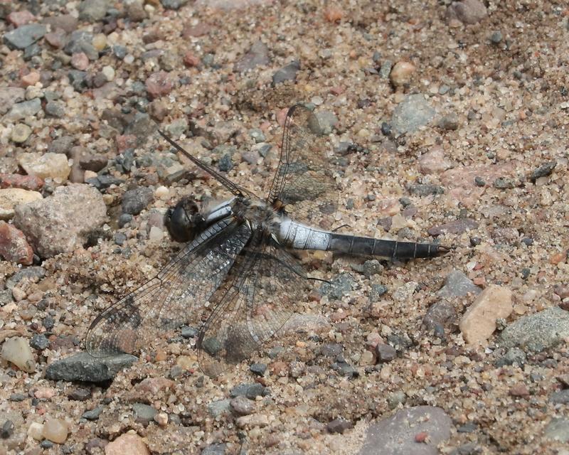 Photo of Chalk-fronted Corporal