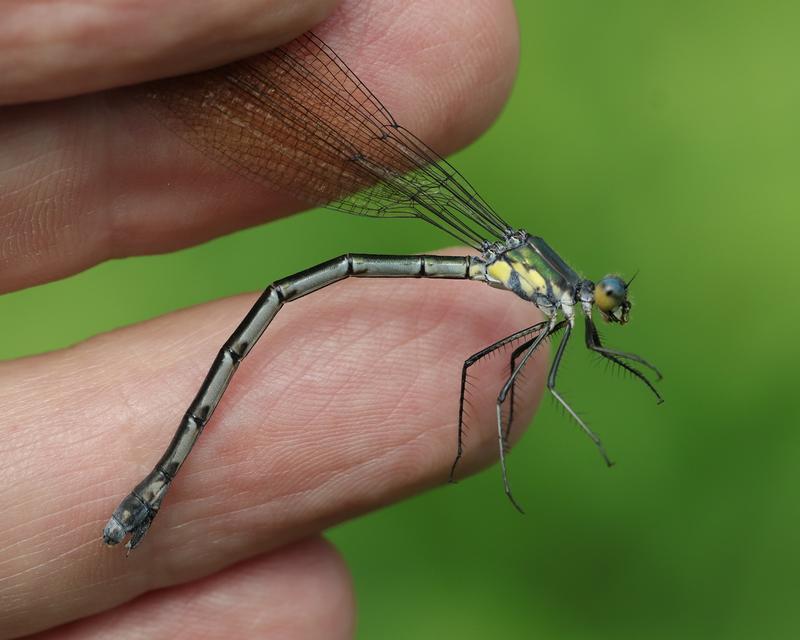 Photo of Amber-winged Spreadwing