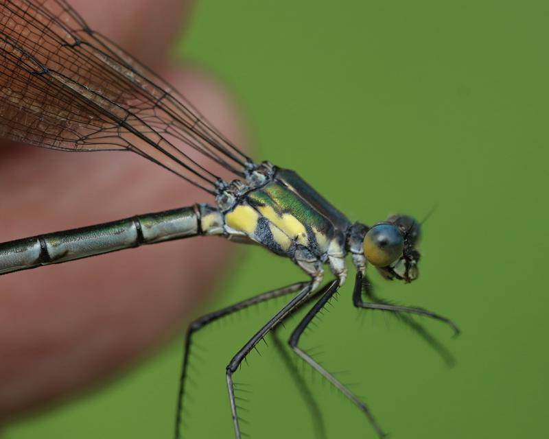 Photo of Amber-winged Spreadwing