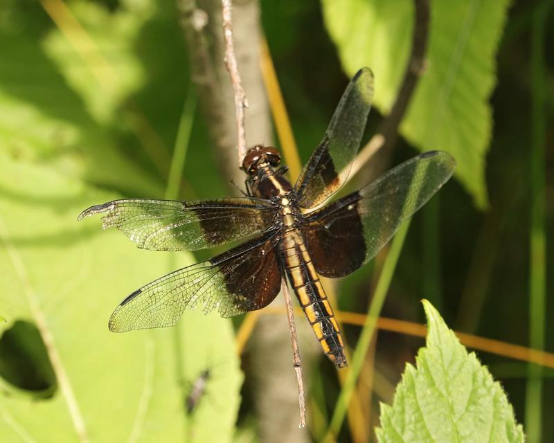 Photo of Widow Skimmer