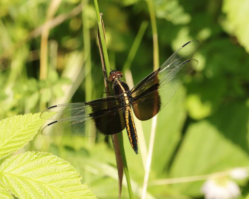 Photo of Widow Skimmer