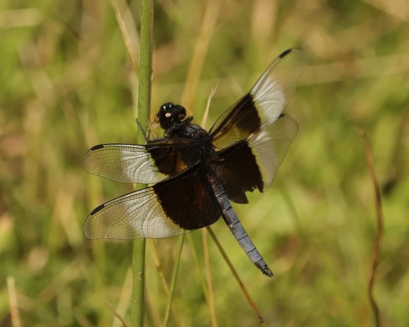 Photo of Widow Skimmer
