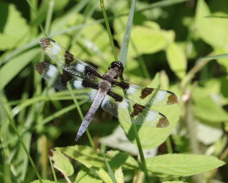 Photo of Twelve-spotted Skimmer