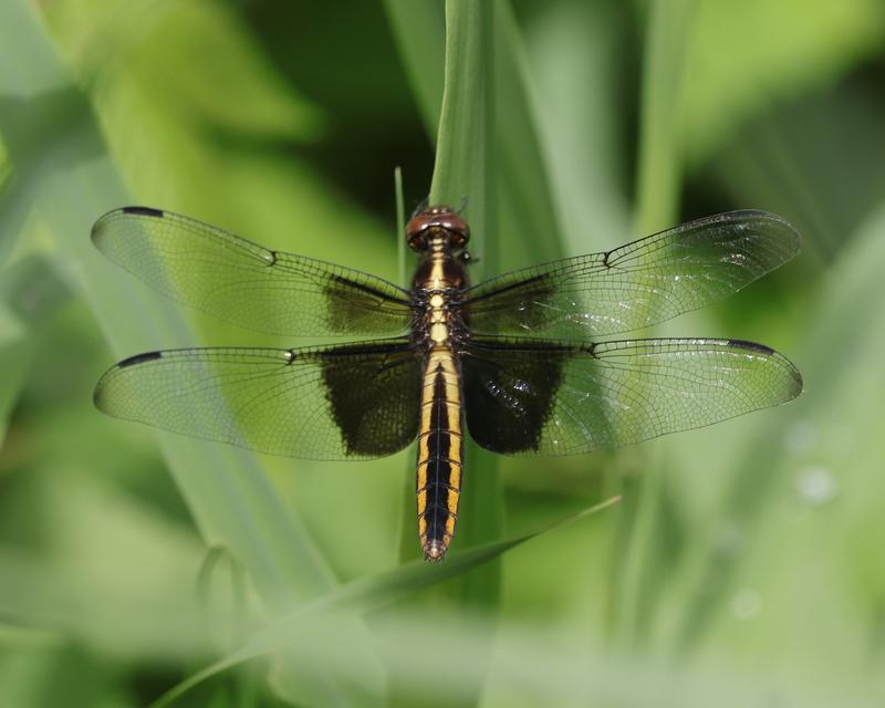 Photo of Widow Skimmer