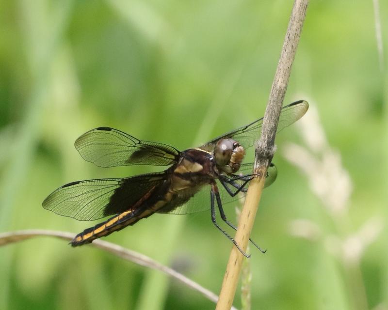 Photo of Widow Skimmer