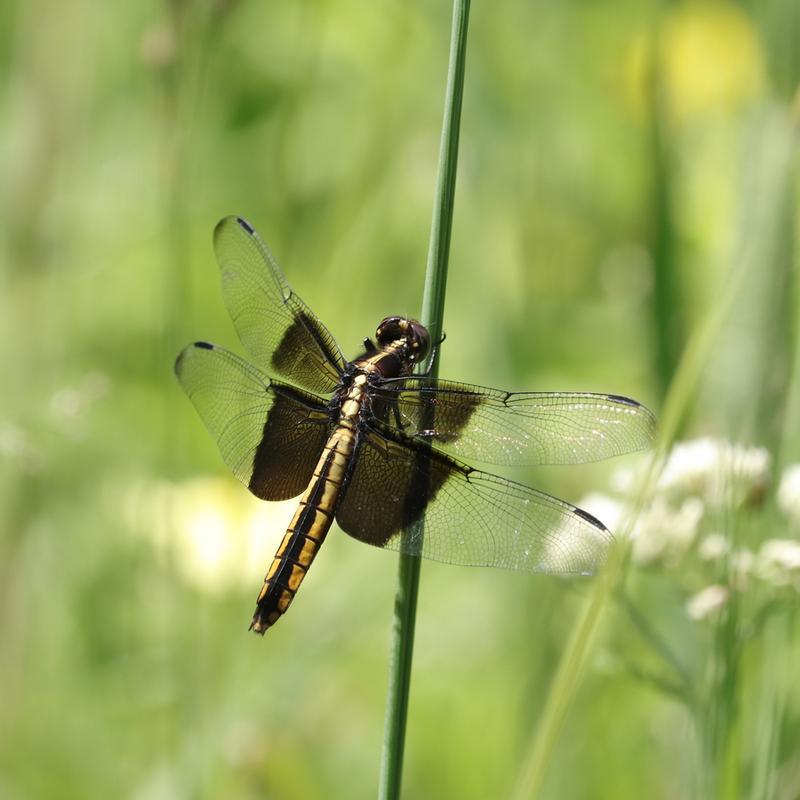 Photo of Widow Skimmer