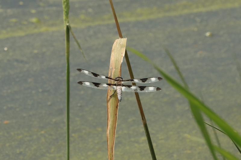 Photo of Twelve-spotted Skimmer