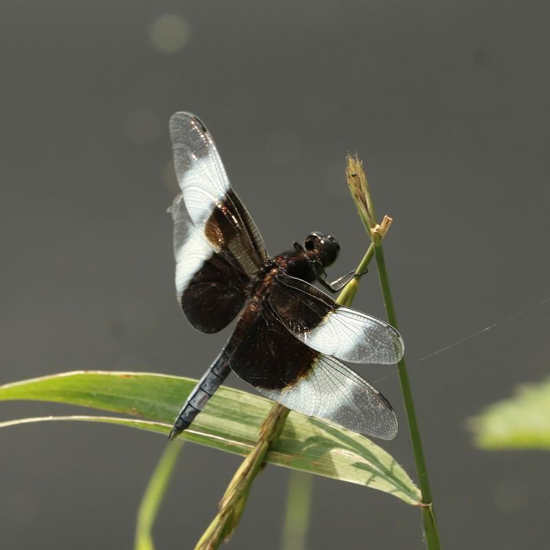 Photo of Widow Skimmer
