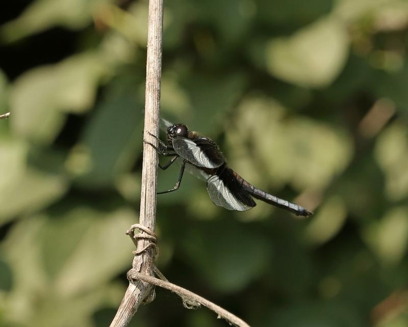 Photo of Widow Skimmer