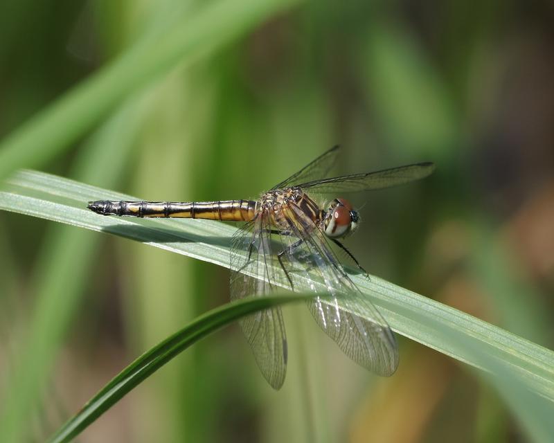 Photo of Blue Dasher