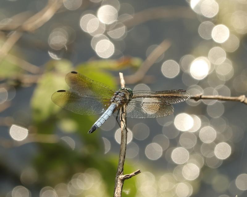 Photo of Blue Dasher