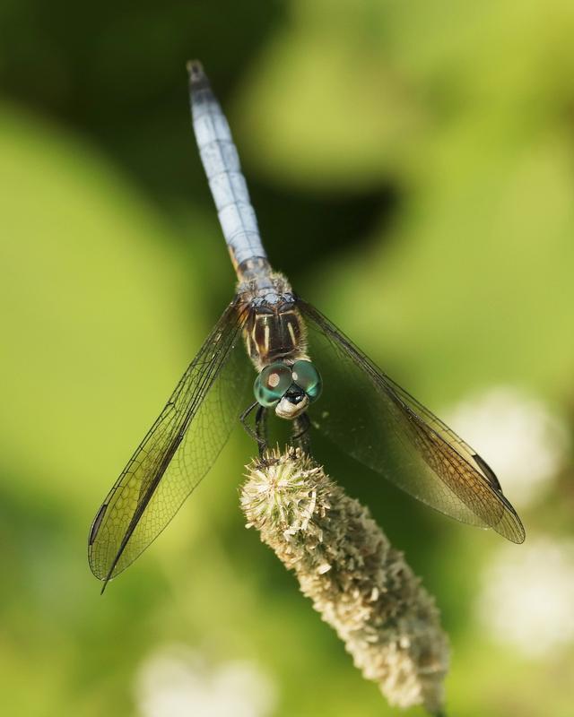 Photo of Blue Dasher