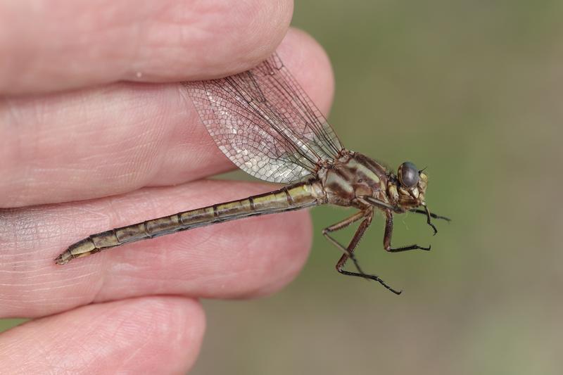 Photo of Dusky Clubtail