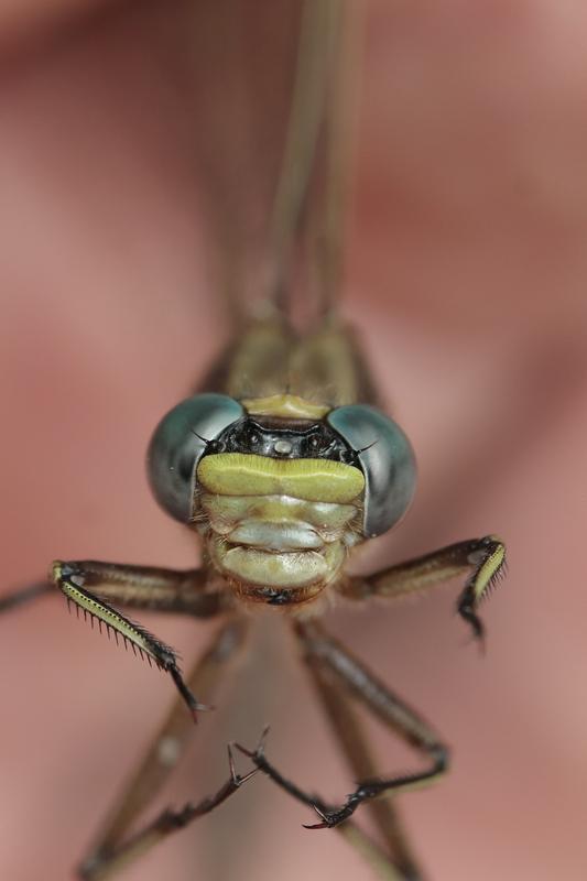 Photo of Dusky Clubtail