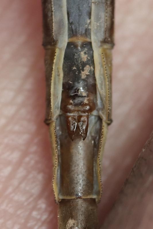 Photo of Dusky Clubtail