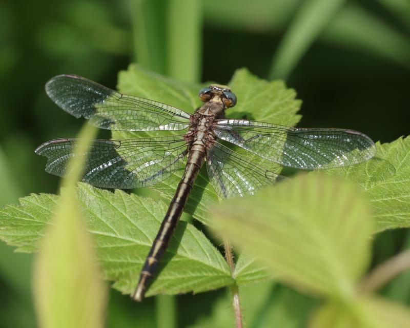 Photo of Dusky Clubtail