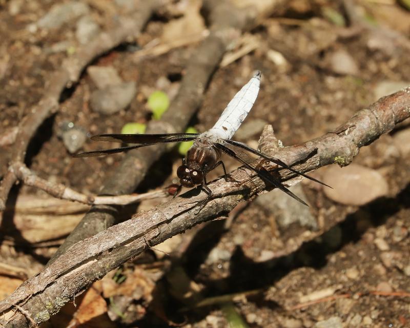 Photo of Common Whitetail