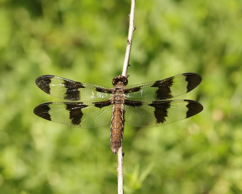 Photo of Common Whitetail
