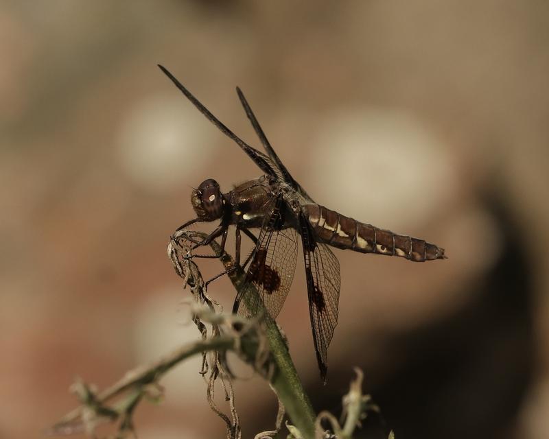 Photo of Common Whitetail