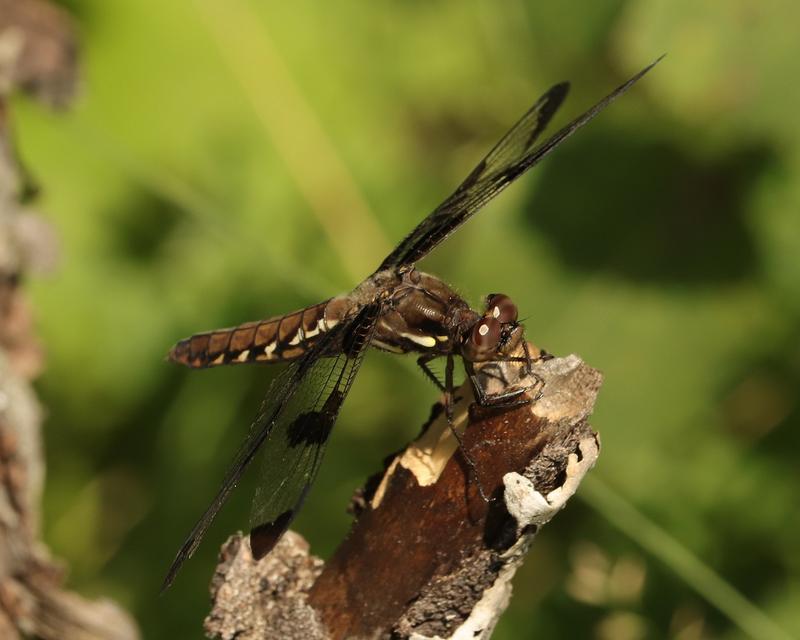 Photo of Common Whitetail