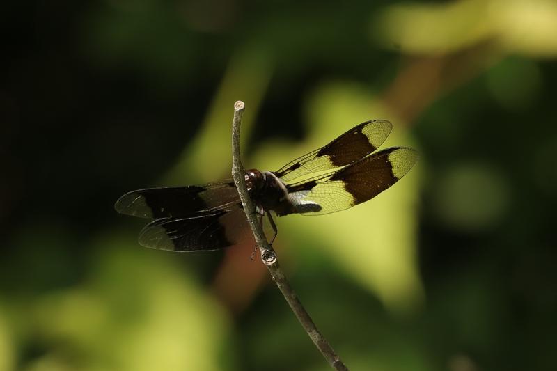 Photo of Common Whitetail