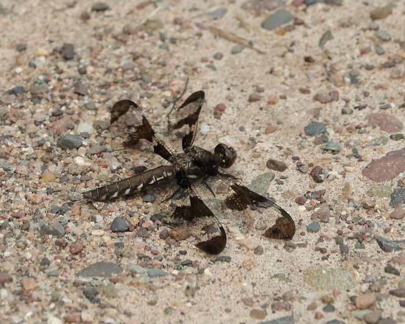 Photo of Common Whitetail