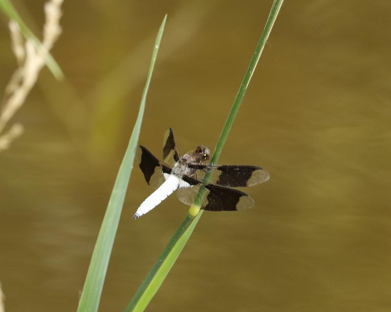 Photo of Common Whitetail