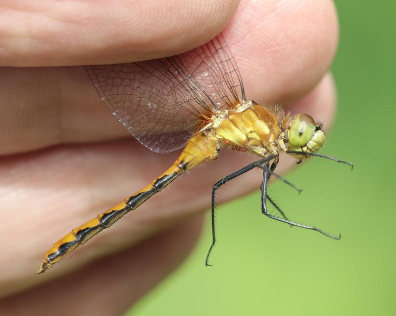 Photo of White-faced Meadowhawk