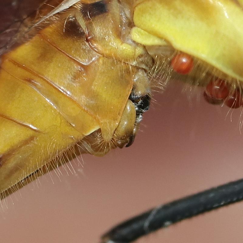 Photo of White-faced Meadowhawk