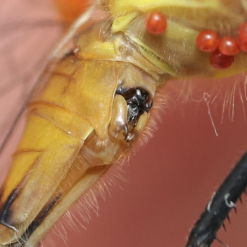 Photo of White-faced Meadowhawk