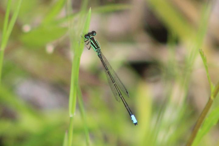 Photo of Eastern Forktail