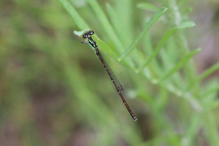 Photo of Fragile Forktail