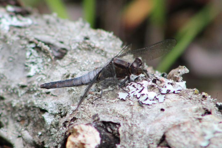 Photo of Chalk-fronted Corporal