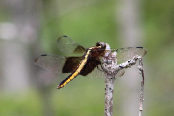 Photo of Widow Skimmer