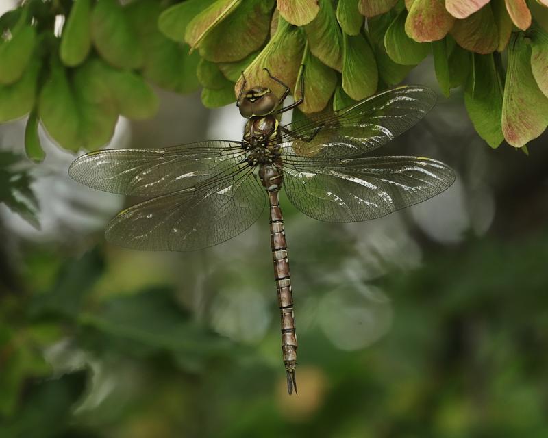 Photo of Shadow Darner
