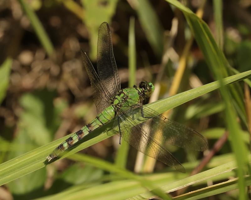 Photo of Eastern Pondhawk